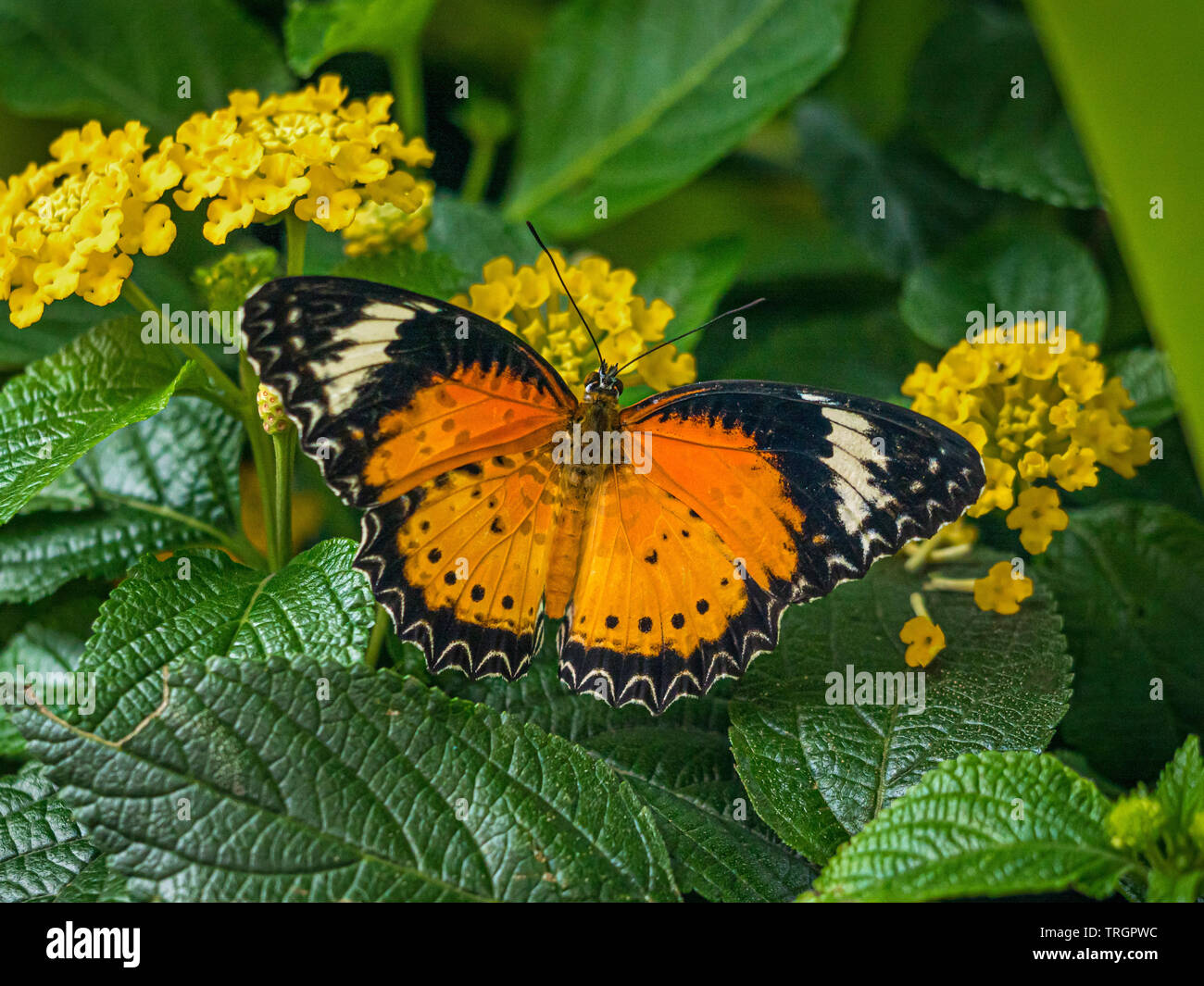 Male Cethosia penthesilea Butterfly,  (Orange Lacewing Butterfly) Stock Photo