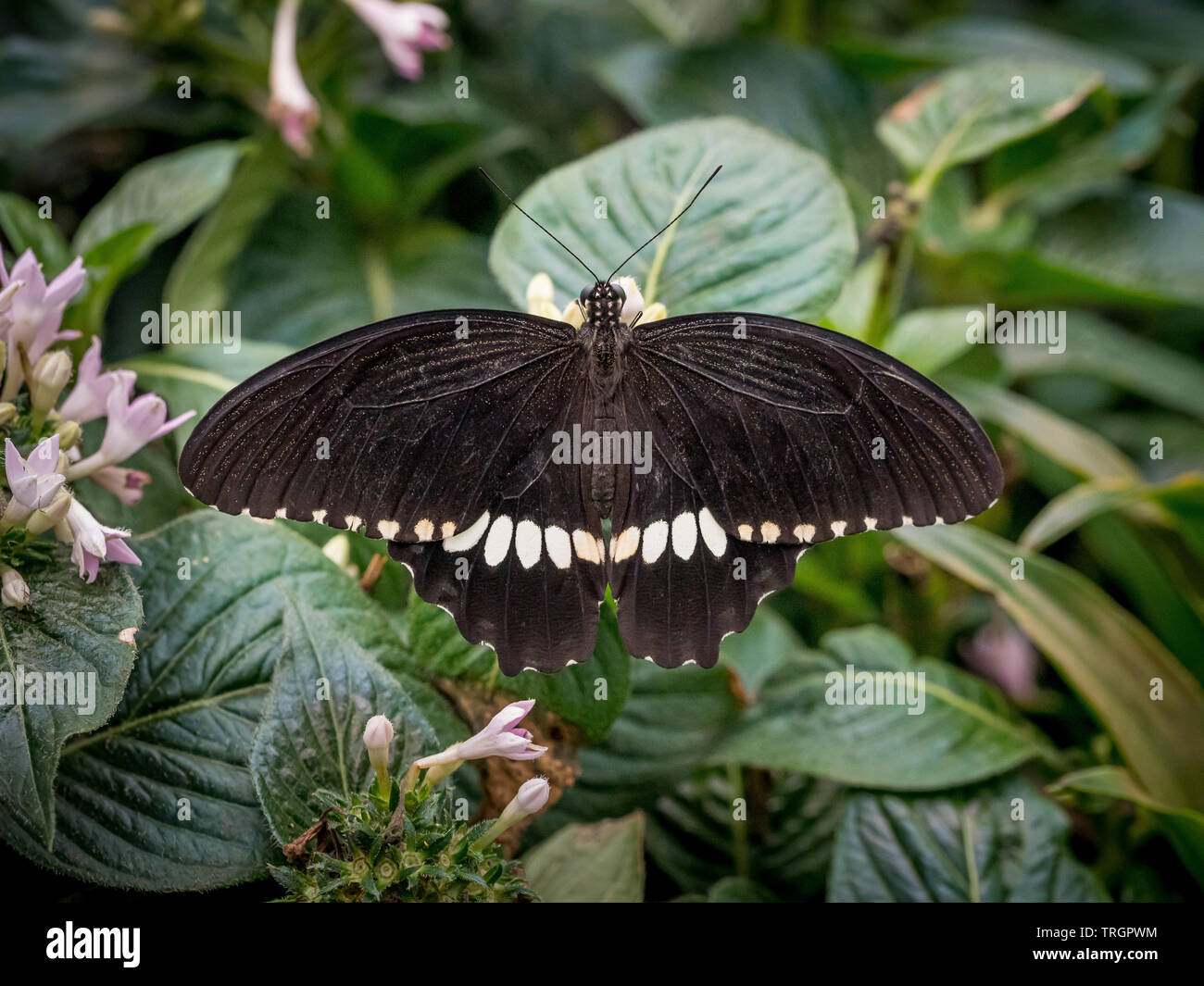 Black and White exotic butterfly Stock Photo