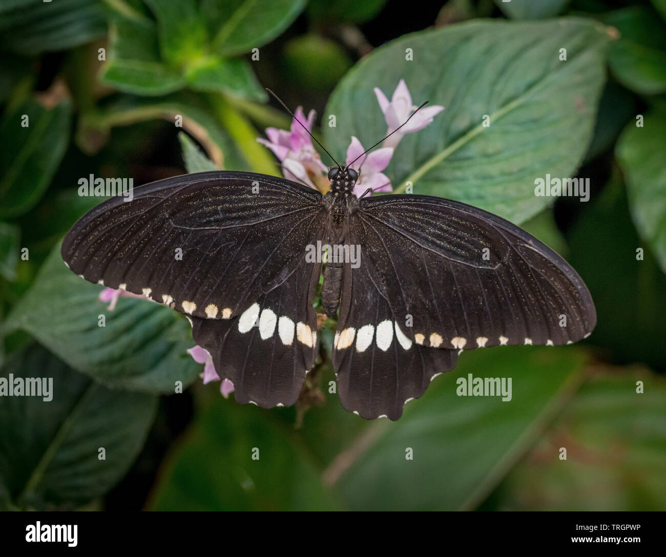 Black And White Exotic Butterfly Stock Photo 255451442 Alamy