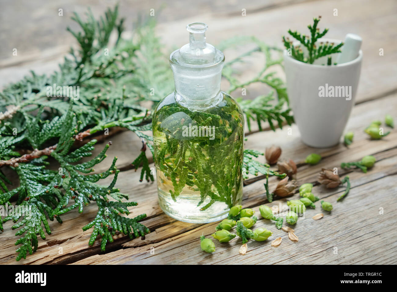 Bottle of Thuja infusion or oil, mortar and Thuja cones. Herbal medicine. Stock Photo