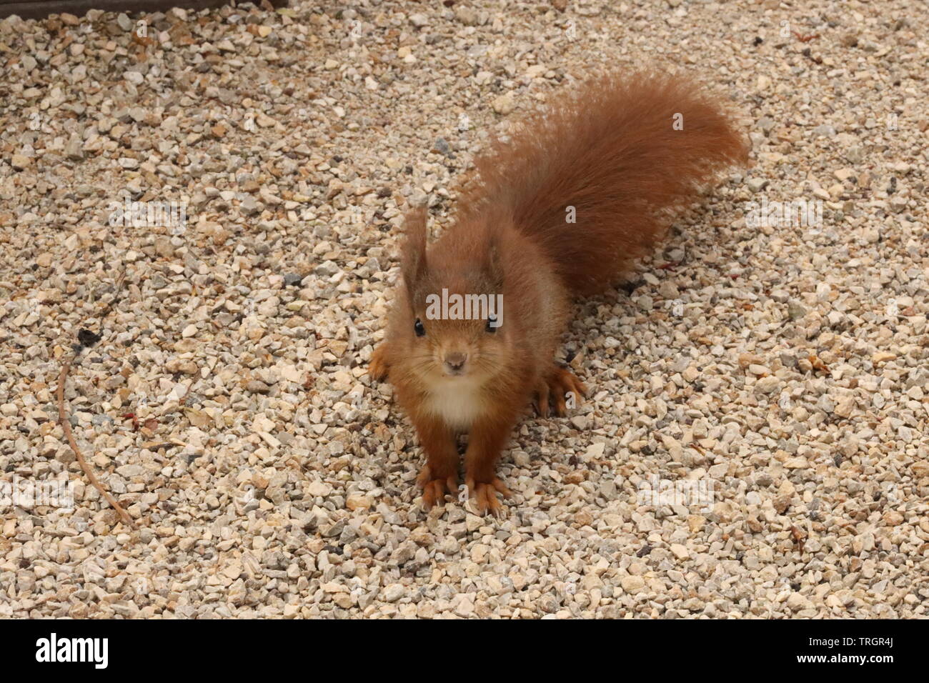 Squirrels are members of the family Sciuridae, a family that includes small or medium-size rodents. Stock Photo