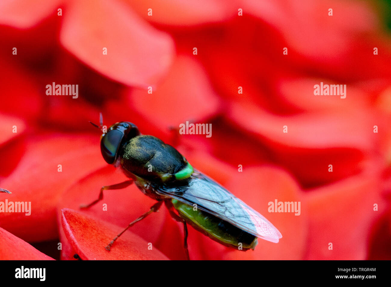 True flies are insects of the order Diptera, the name being derived from the Greek δι- di- 'two', and πτερόν pteron 'wing'. Stock Photo