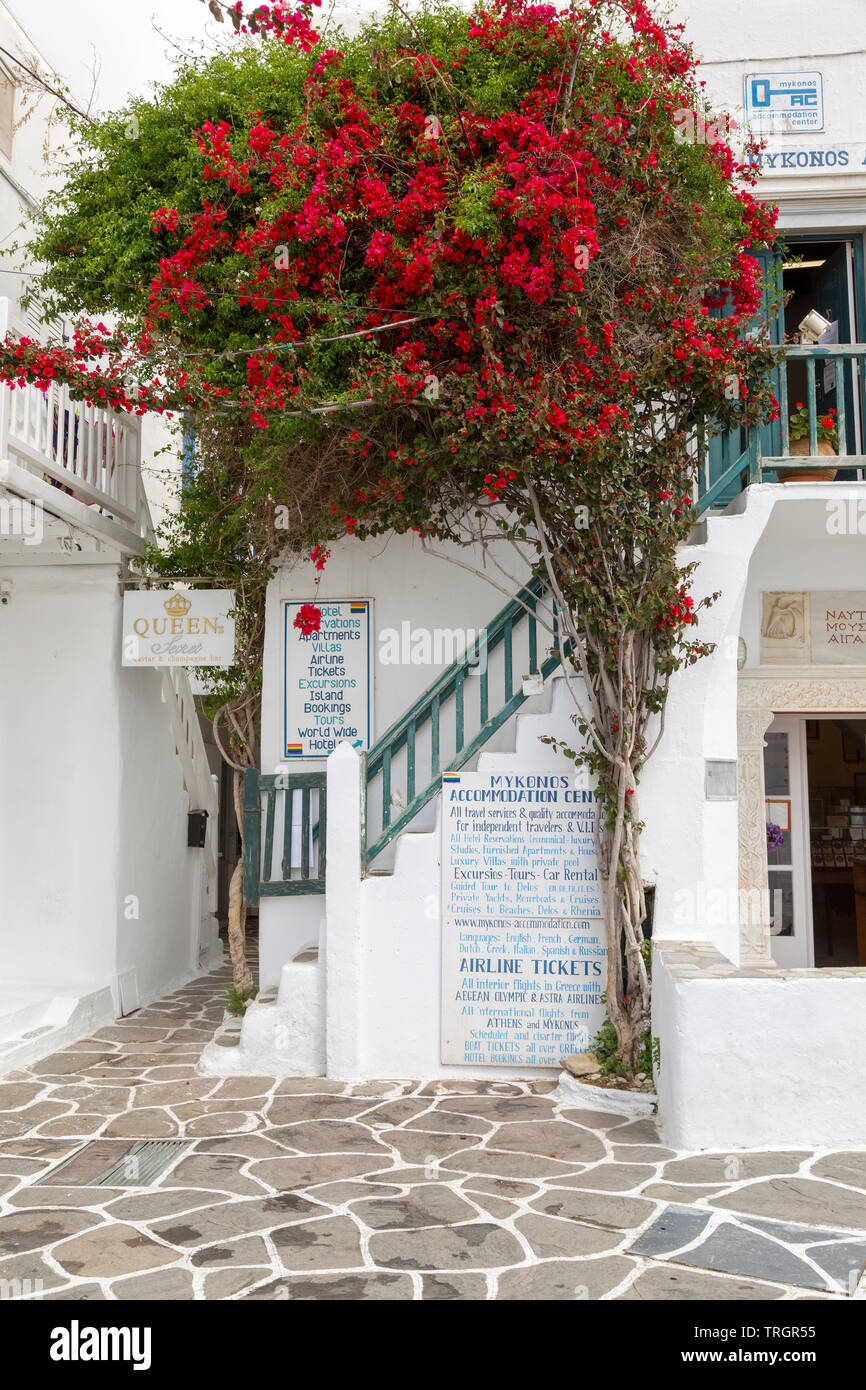 A large bougainvillea tree adorns the Mykonos accommodation center entrance on the island in in the Cyclades. Stock Photo