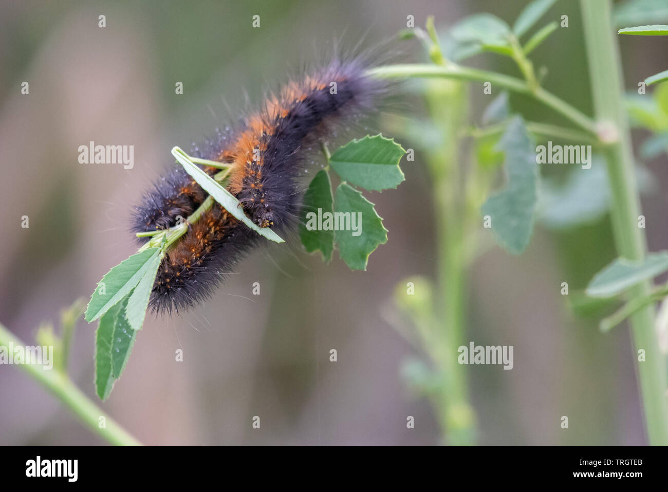 Three Fox Moth Caterpillars sharing the same branch of vegetation while