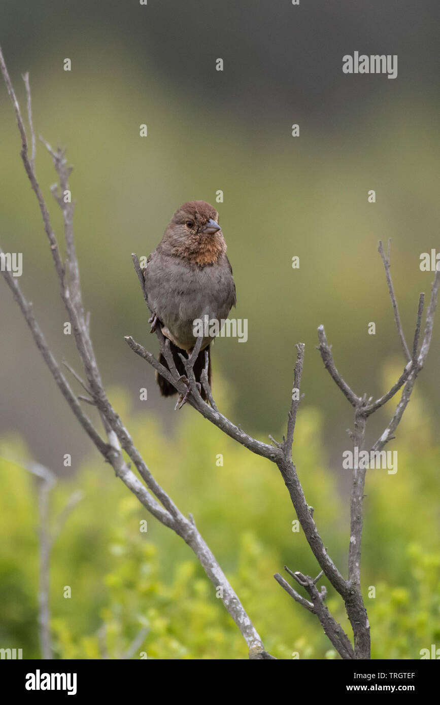 Adorable House Finch perched on a branch during a morning of foraging for food. Stock Photo
