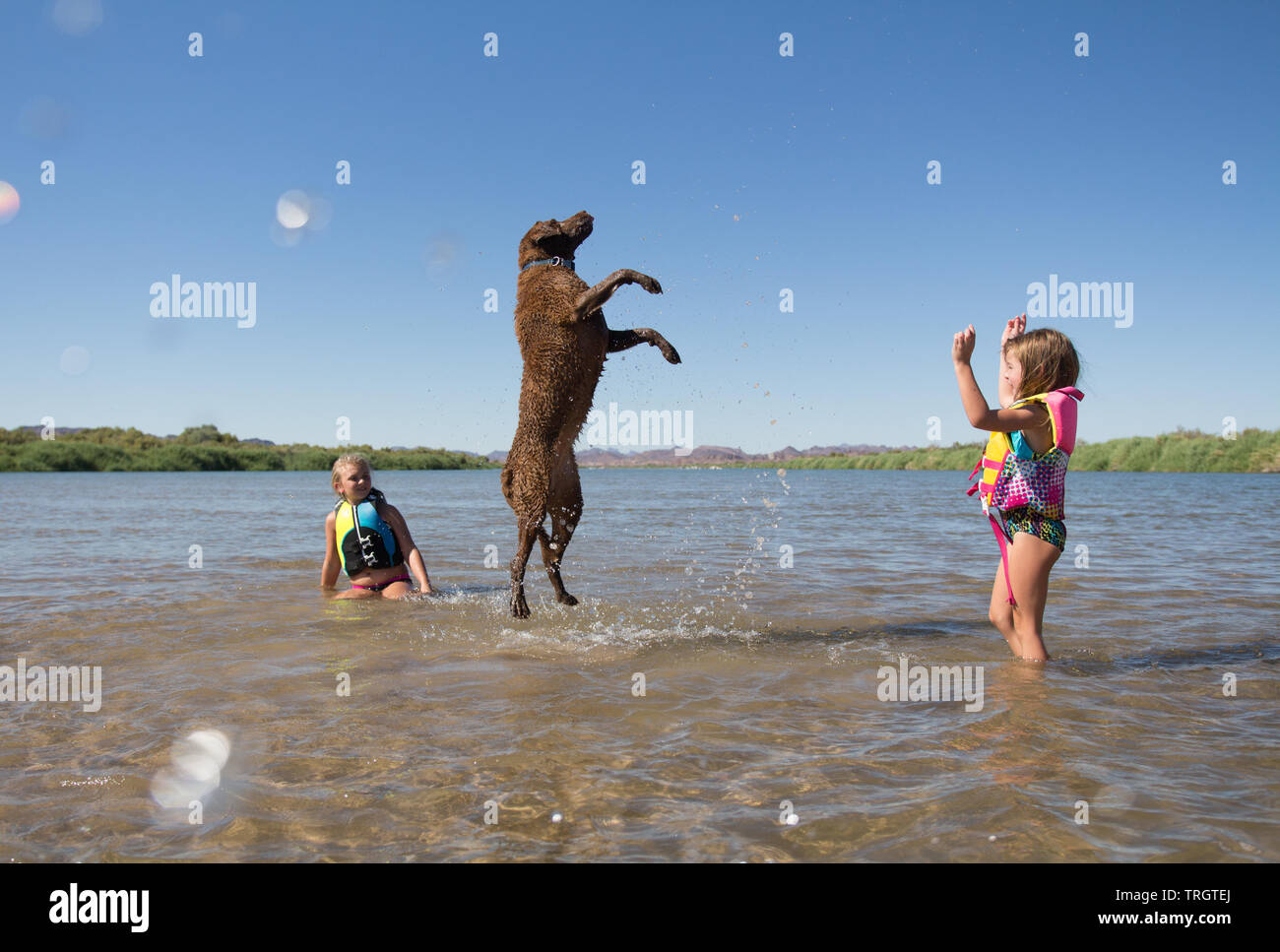 Dog playing with children in the water on a summer day. Stock Photo