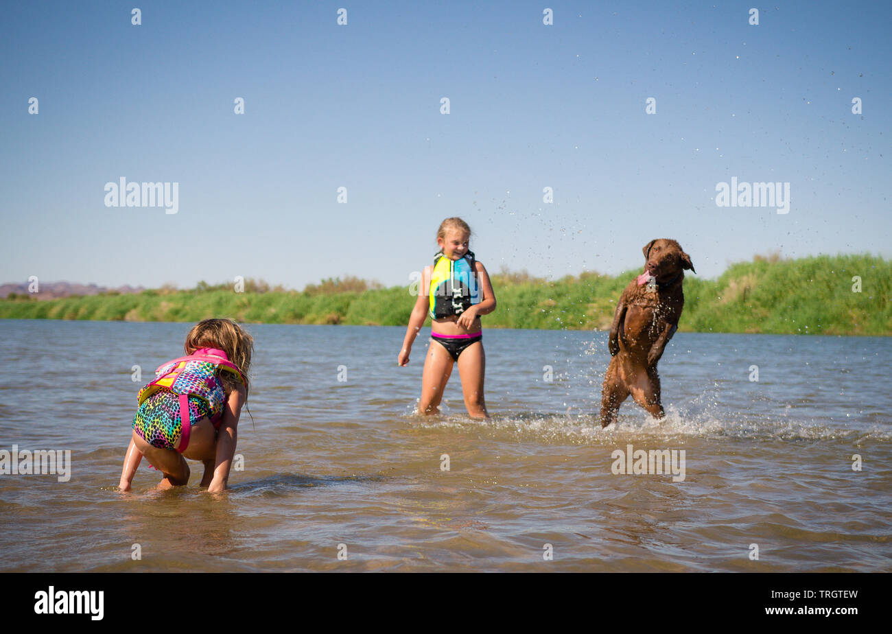Dog playing with children in the water on a summer day. Stock Photo