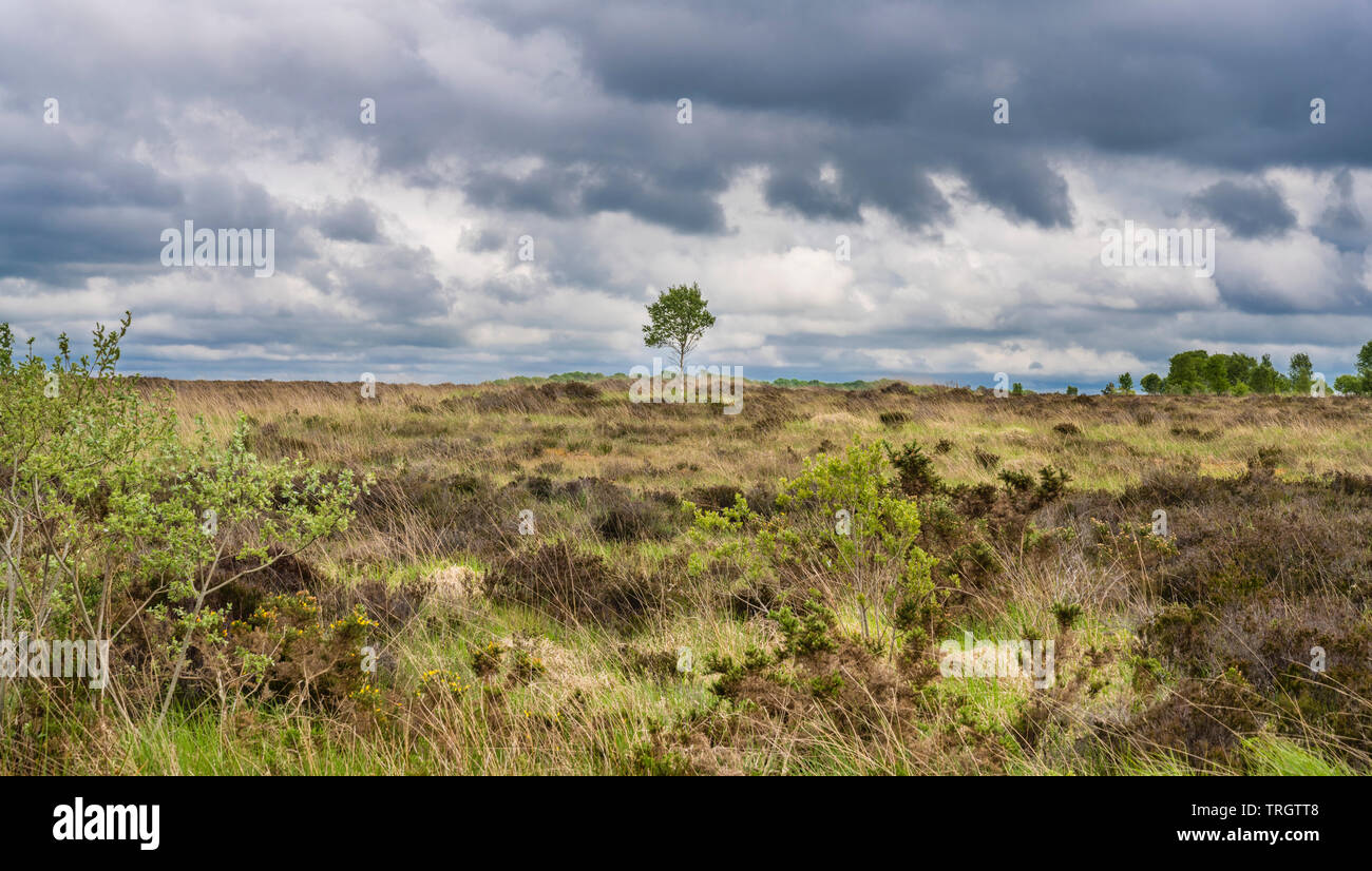 Clara Bog nature reserve, County Offaly, Ireland, is a preserved raised bog in an area where much of the original bog has undergone peat extraction Stock Photo