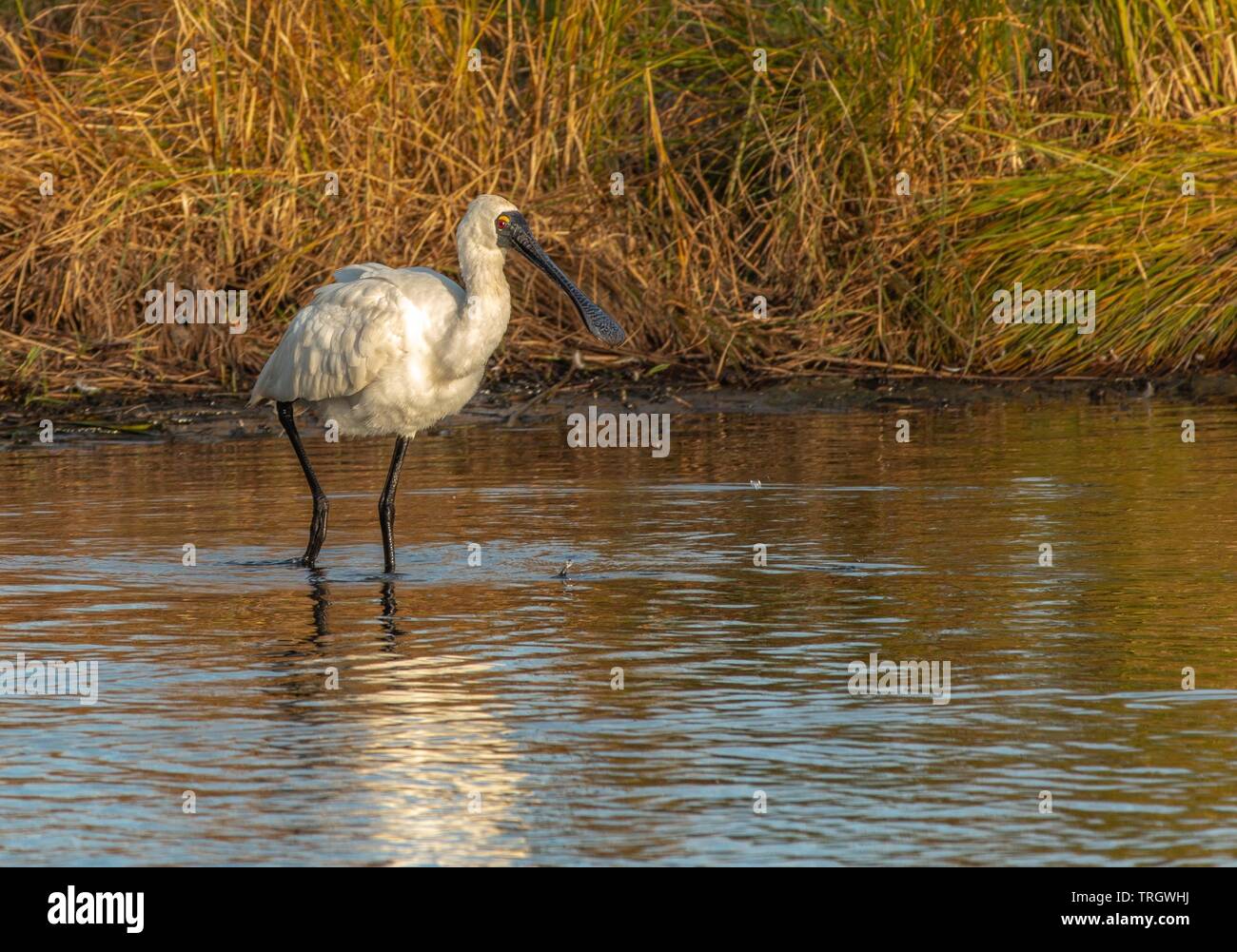 Royal spoonbill in lake Stock Photo - Alamy