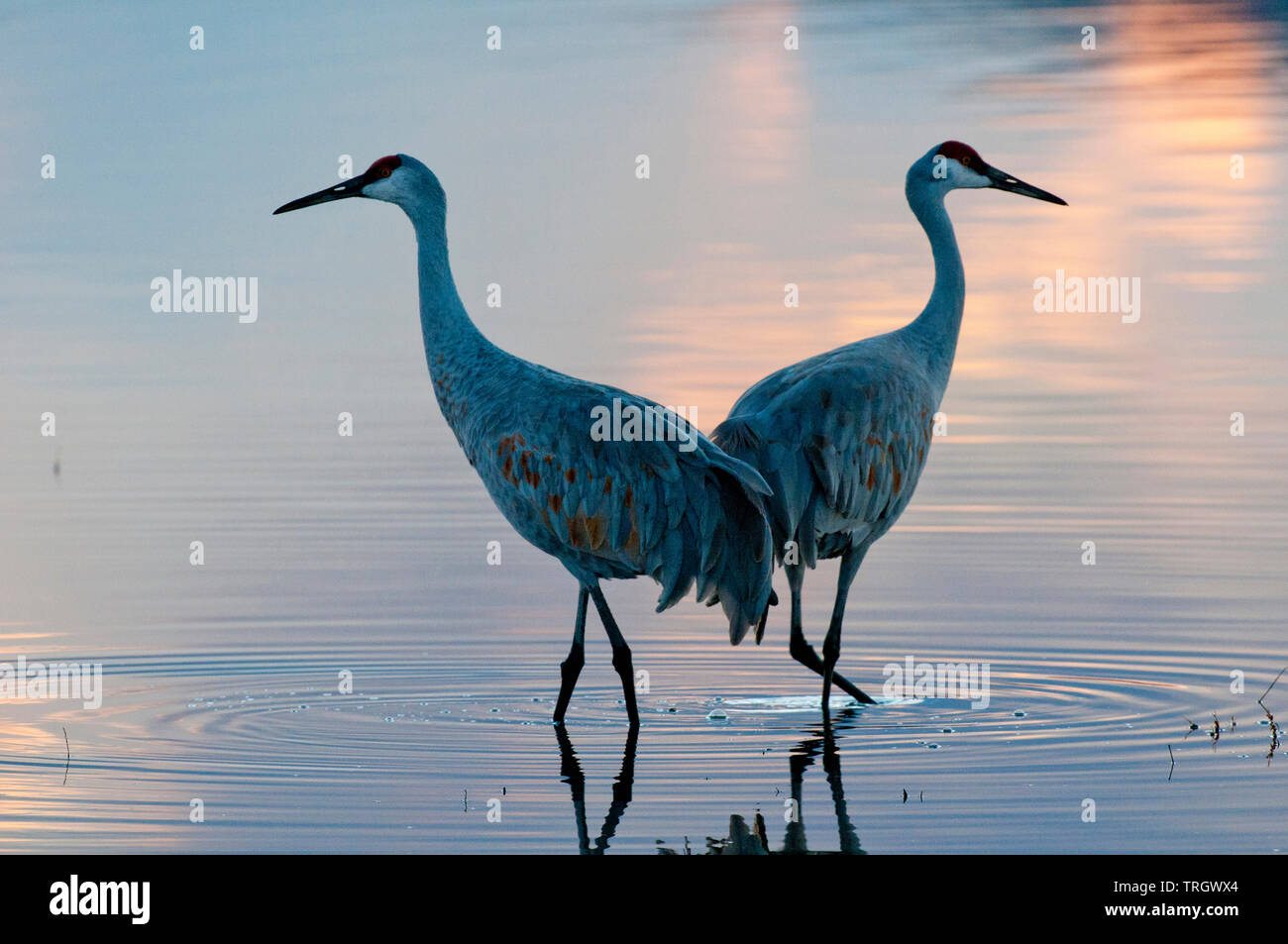 Greater sandhill crane pair (Antigone canadensis tabida) wading in pond Stock Photo