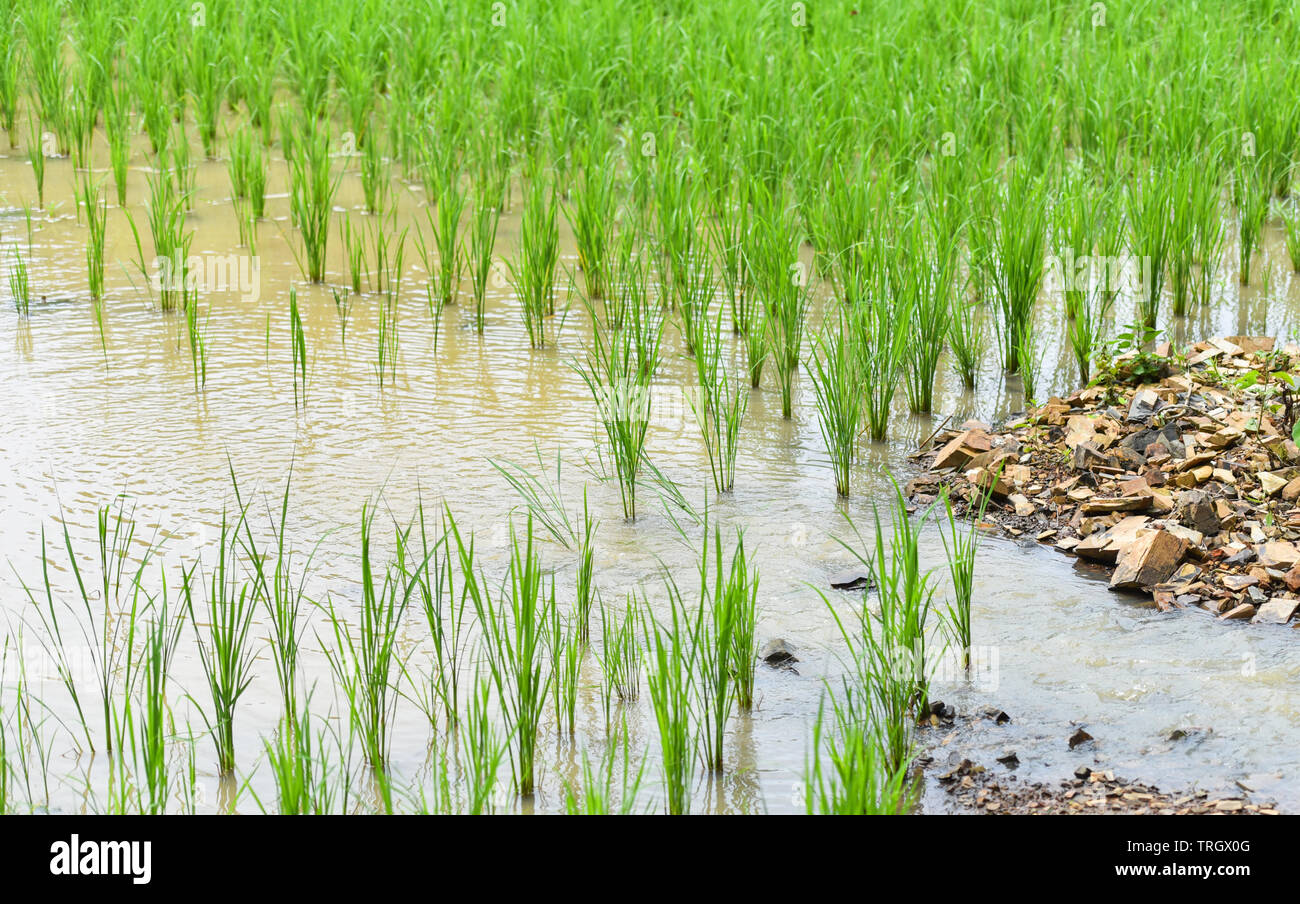 planting rice on rainy season Asian agriculture / The Farmer planting ...