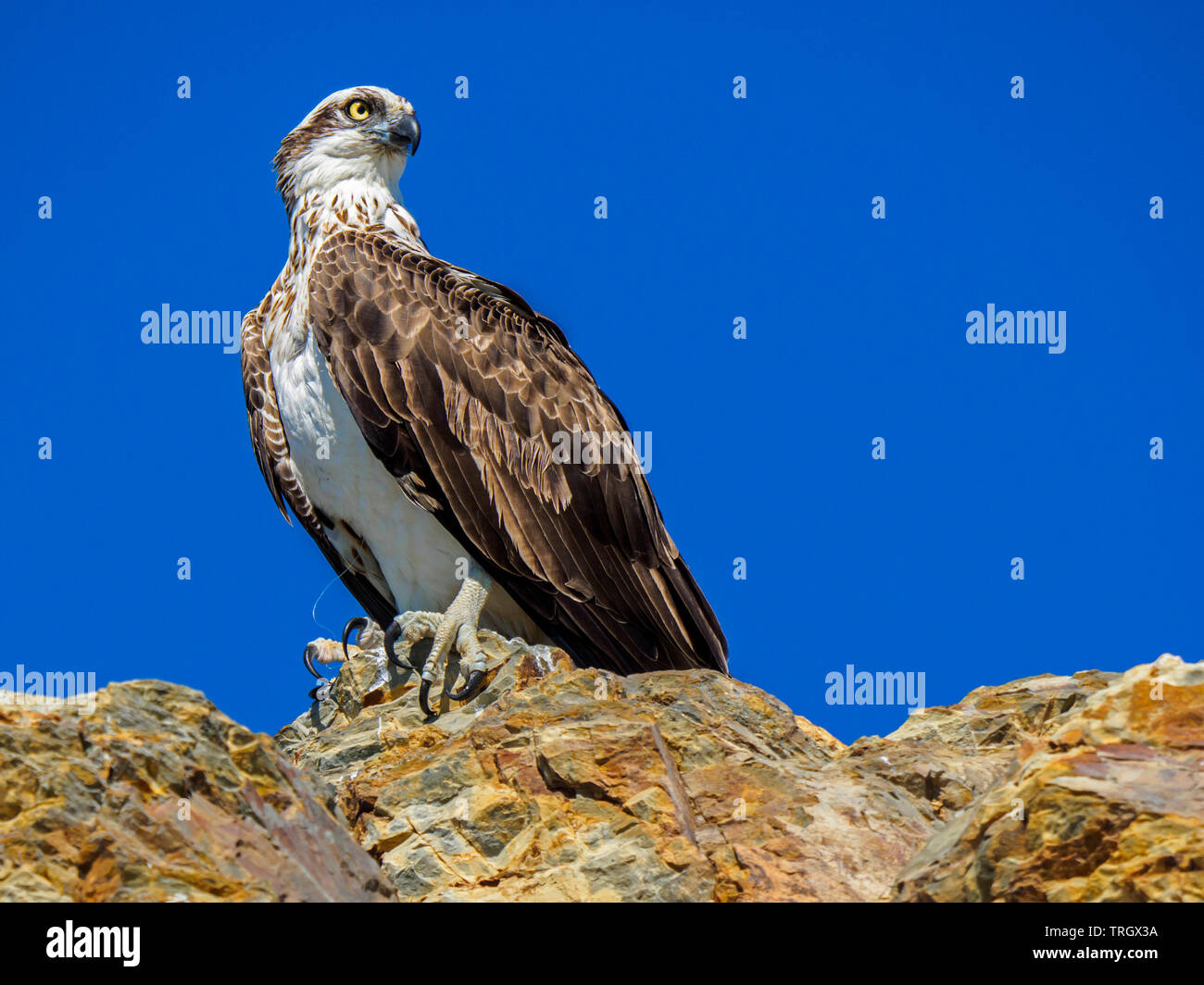 Osprey with fishing line tangled on talons Stock Photo
