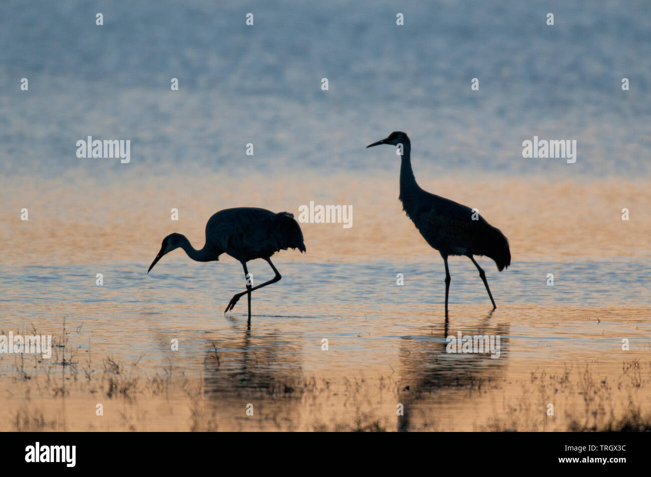 Greater sandhill crane pair (Antigone canadensis tabida) wading in pond at sunset Stock Photo