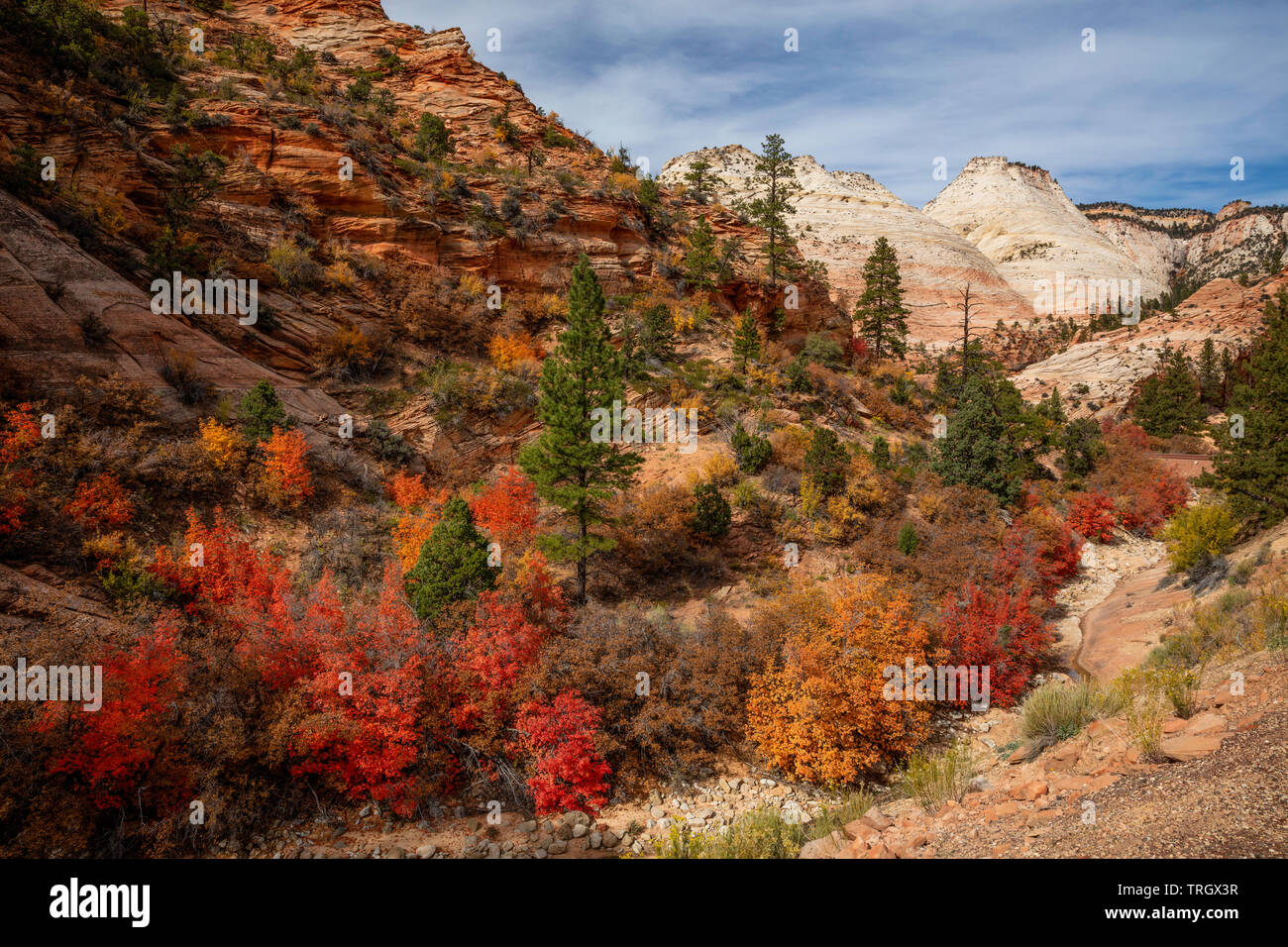 Autumn foliage, Zion National Park, Utah Stock Photo Alamy