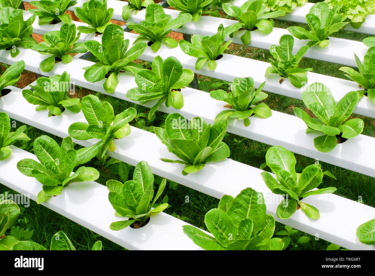 Romaine lettuce vegetable hydroponic system farm plants on water