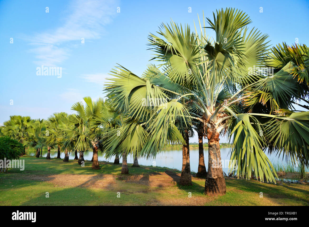 Tree palm garden in row on the riverside Stock Photo Alamy