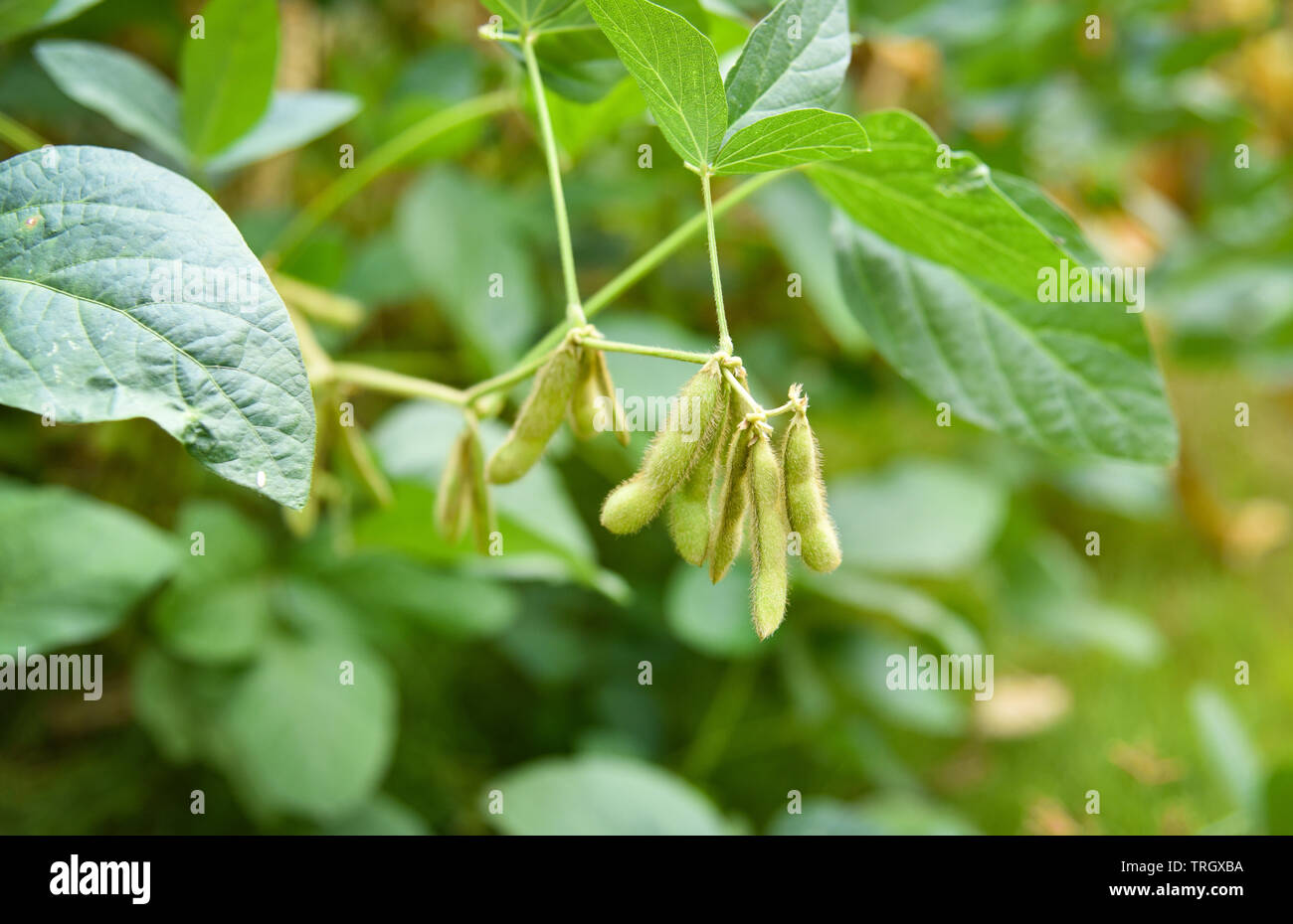 Soybean seeds hires stock photography and images Alamy