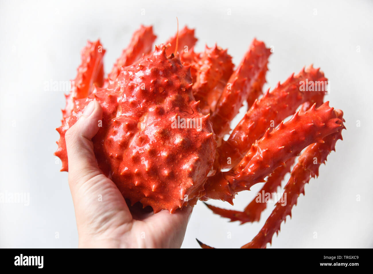 Alaskan King Crab Cooked steam or Boiled seafood holding in hand Red