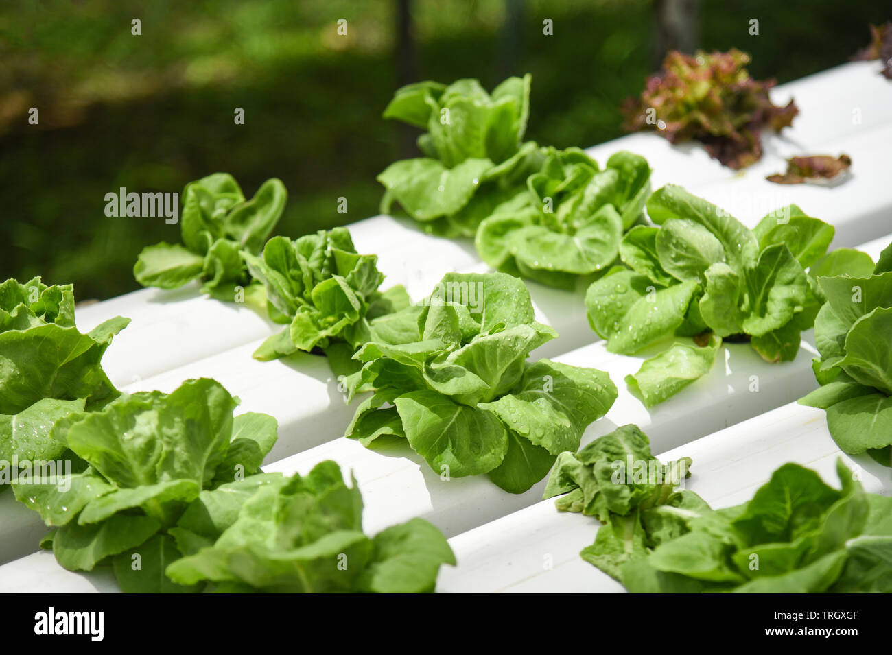 Hydroponic Buttercrunch Lettuce