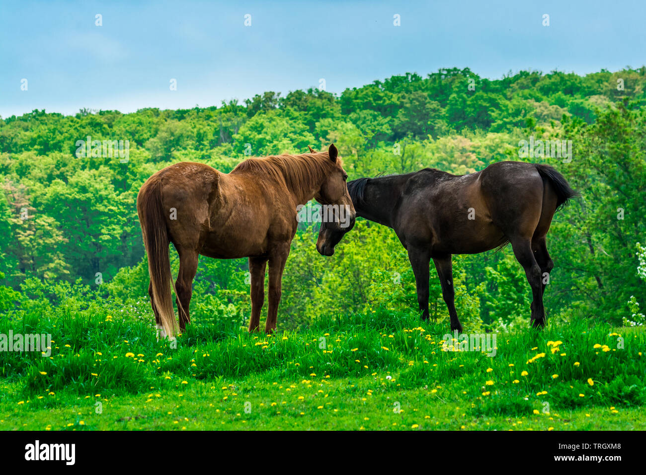 Farm horse in green pasture Stock Photo - Alamy