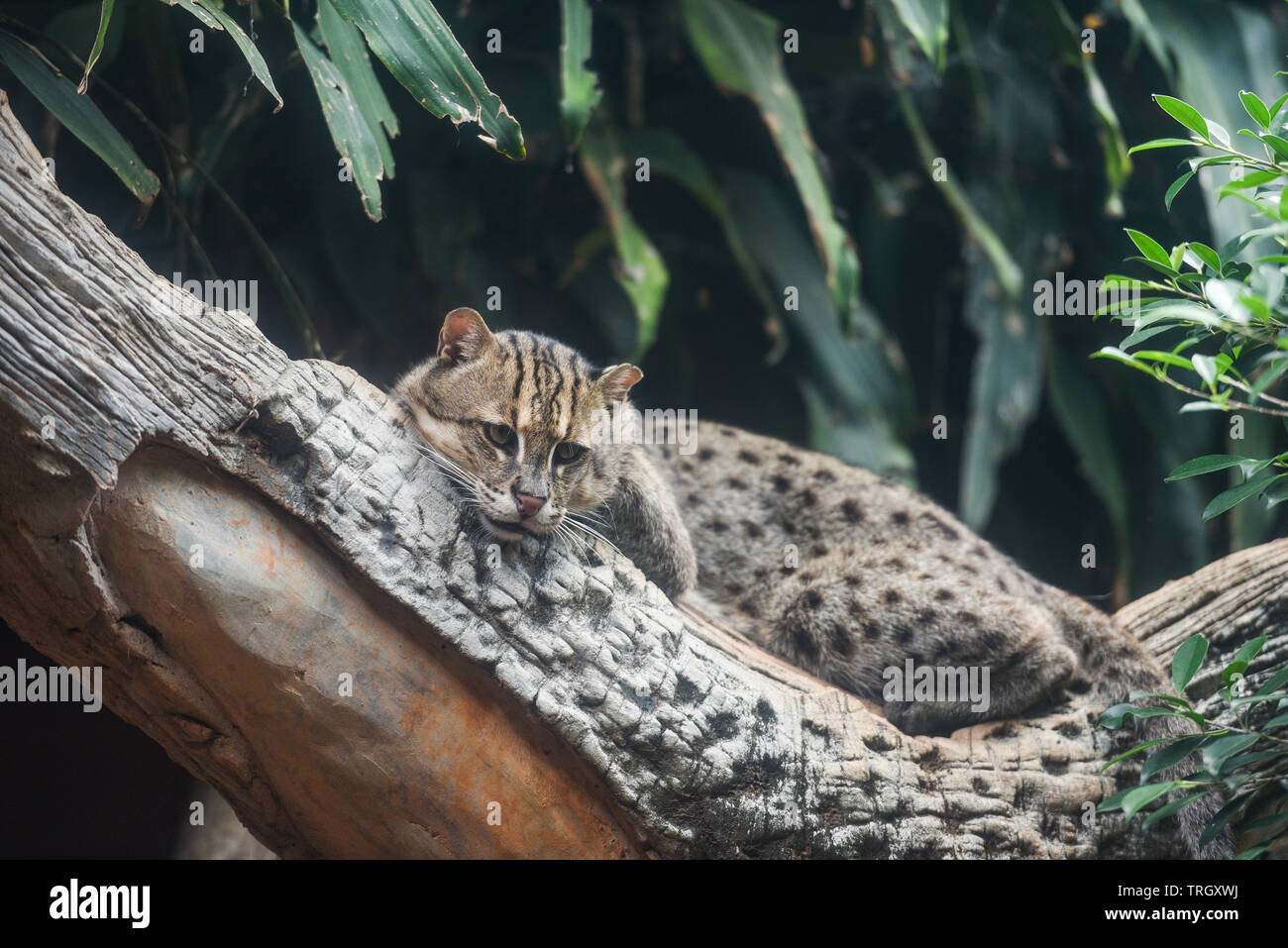 Fishing cat lying on the branch tree in the jungle / Prionailurus viverrinus Stock Photo