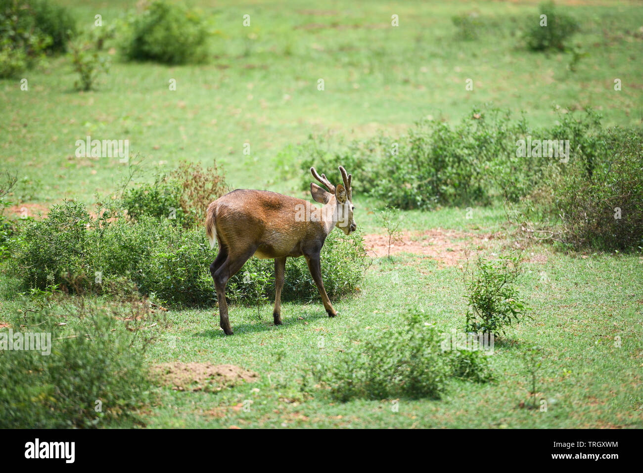 Eld's deer, Thamin, Brow-antlered deer in the green meadow in the national park Stock Photo