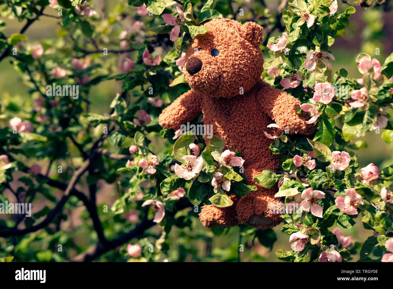 Little teddy bear sits back in the summer garden Stock Photo - Alamy