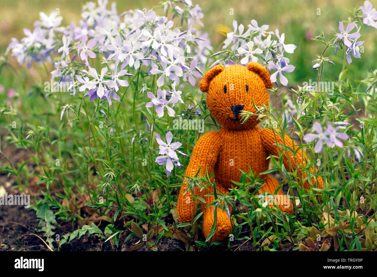 Little teddy bear sits back in the summer garden Stock Photo - Alamy