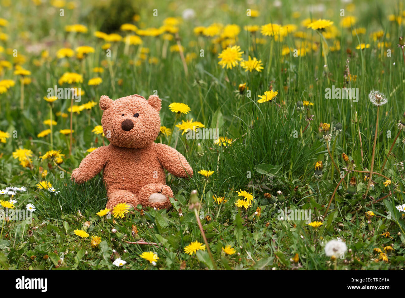 Little teddy bear sits back in the summer garden Stock Photo - Alamy