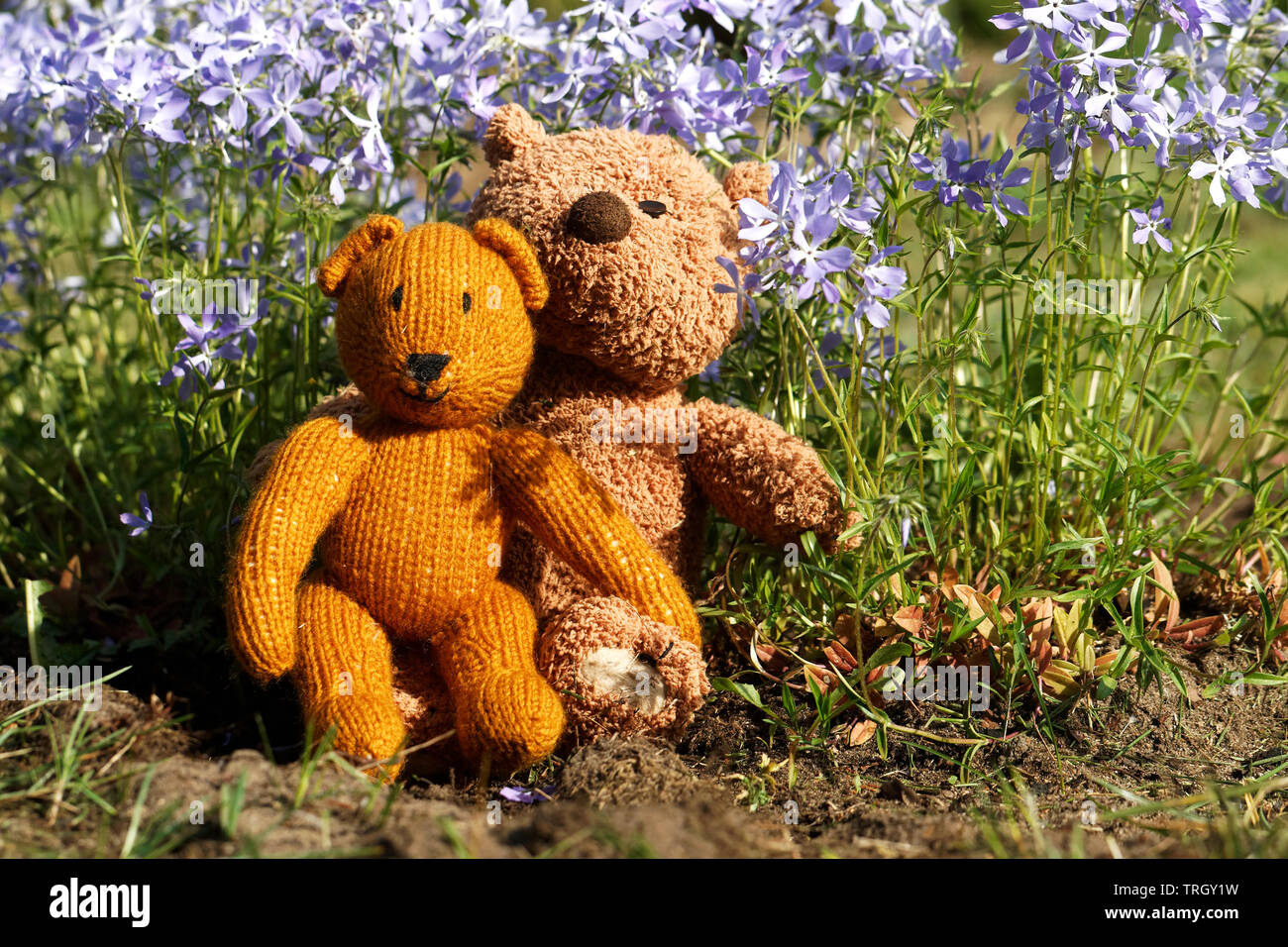 Little teddy bear sits back in the summer garden Stock Photo - Alamy