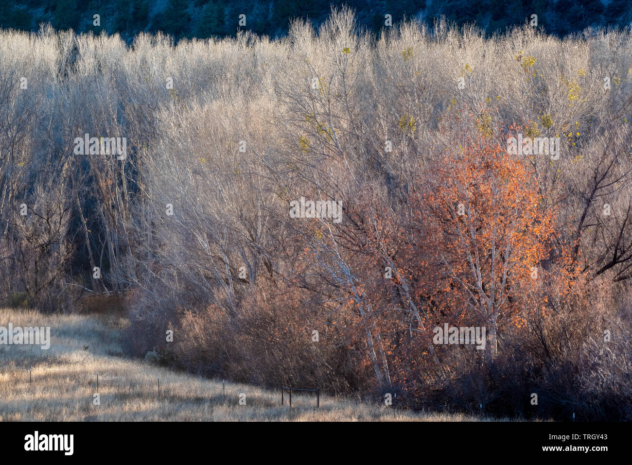 Arizona Sycamore, (Plantanus wrightii), in winter.  Gila River Bird Area, New Mexico, USA. Stock Photo