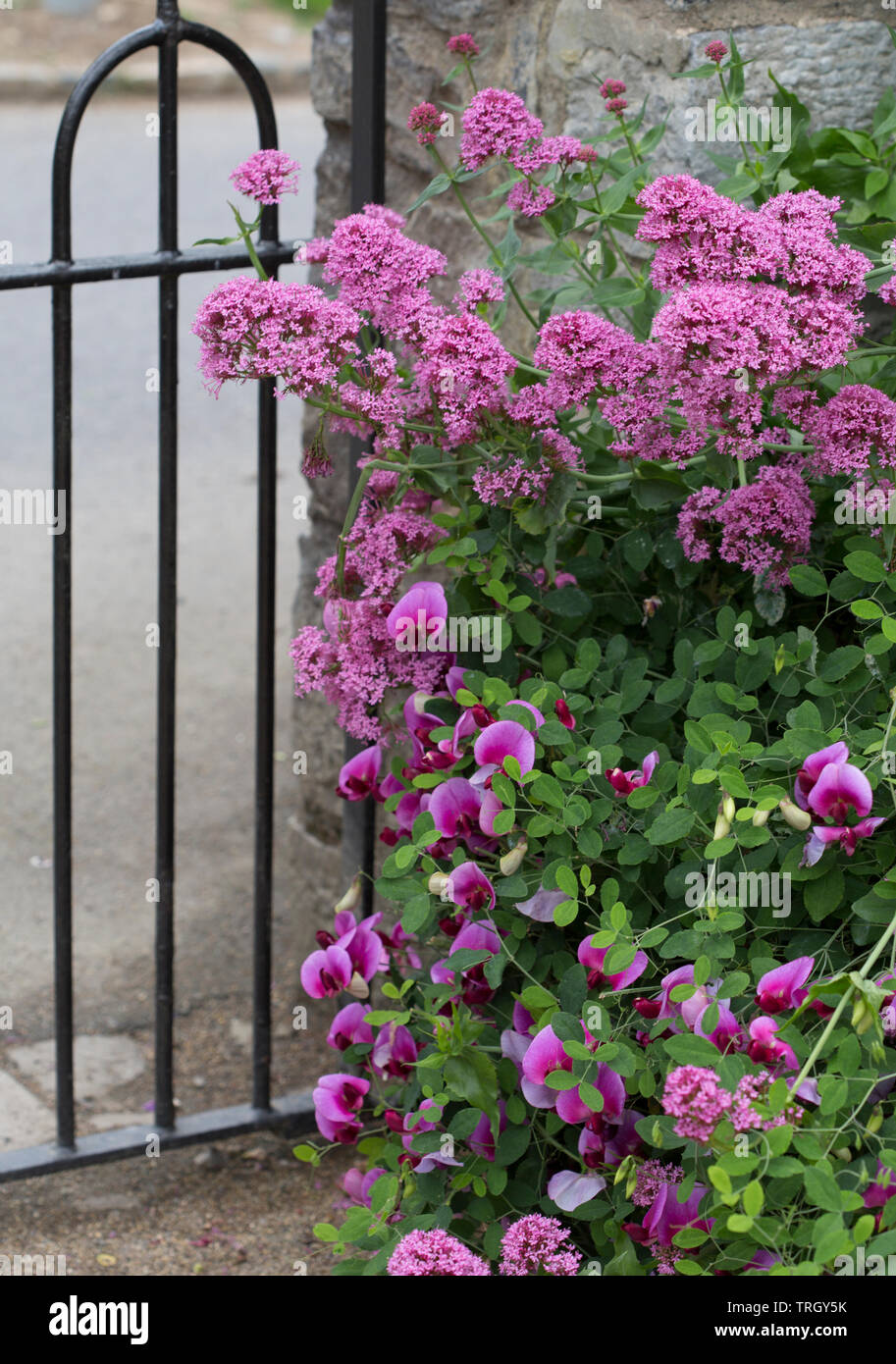 Flowers blooming around garden gate in Ireland castle grounds Stock Photo