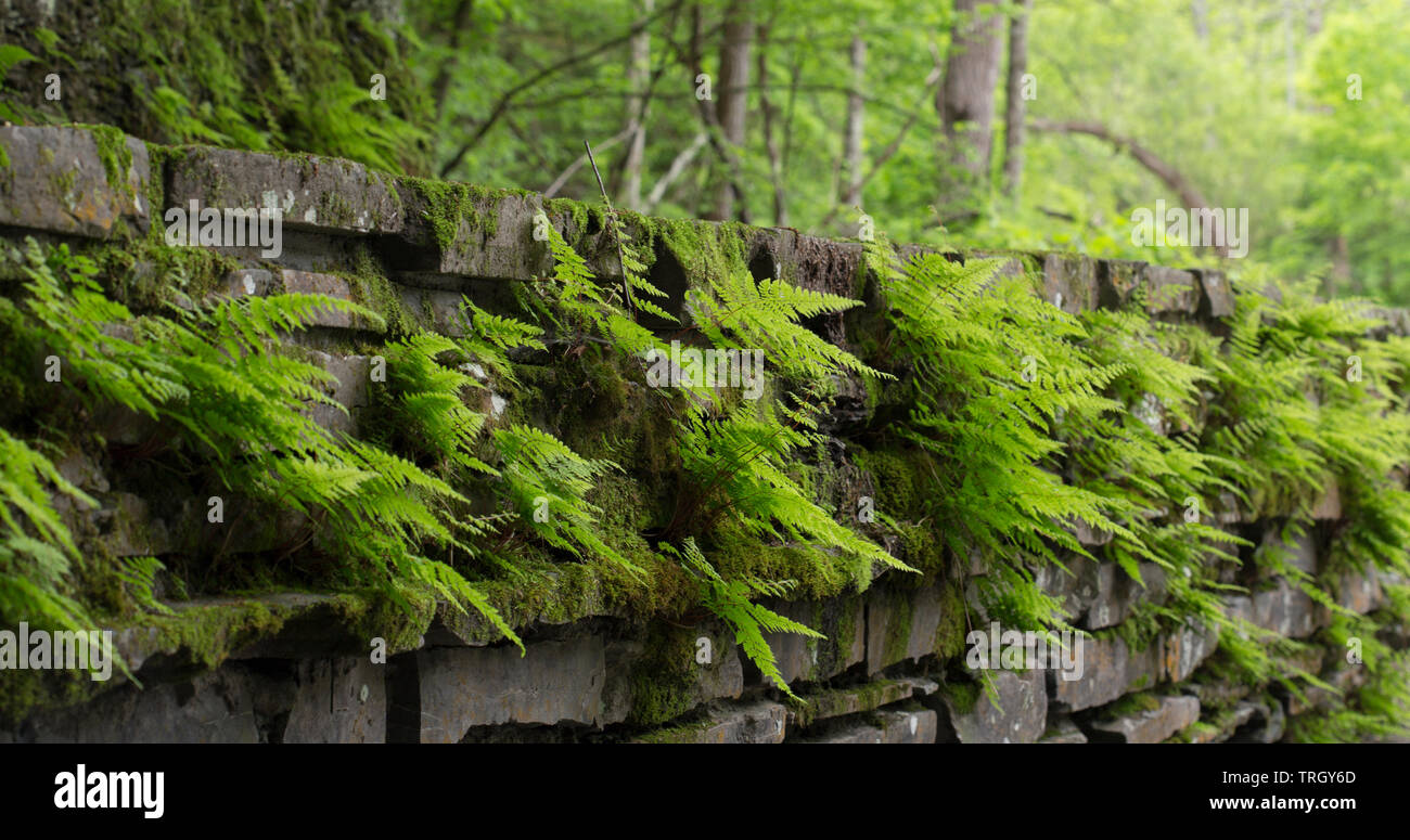Ferns growing along a stone wall in a forest Stock Photo