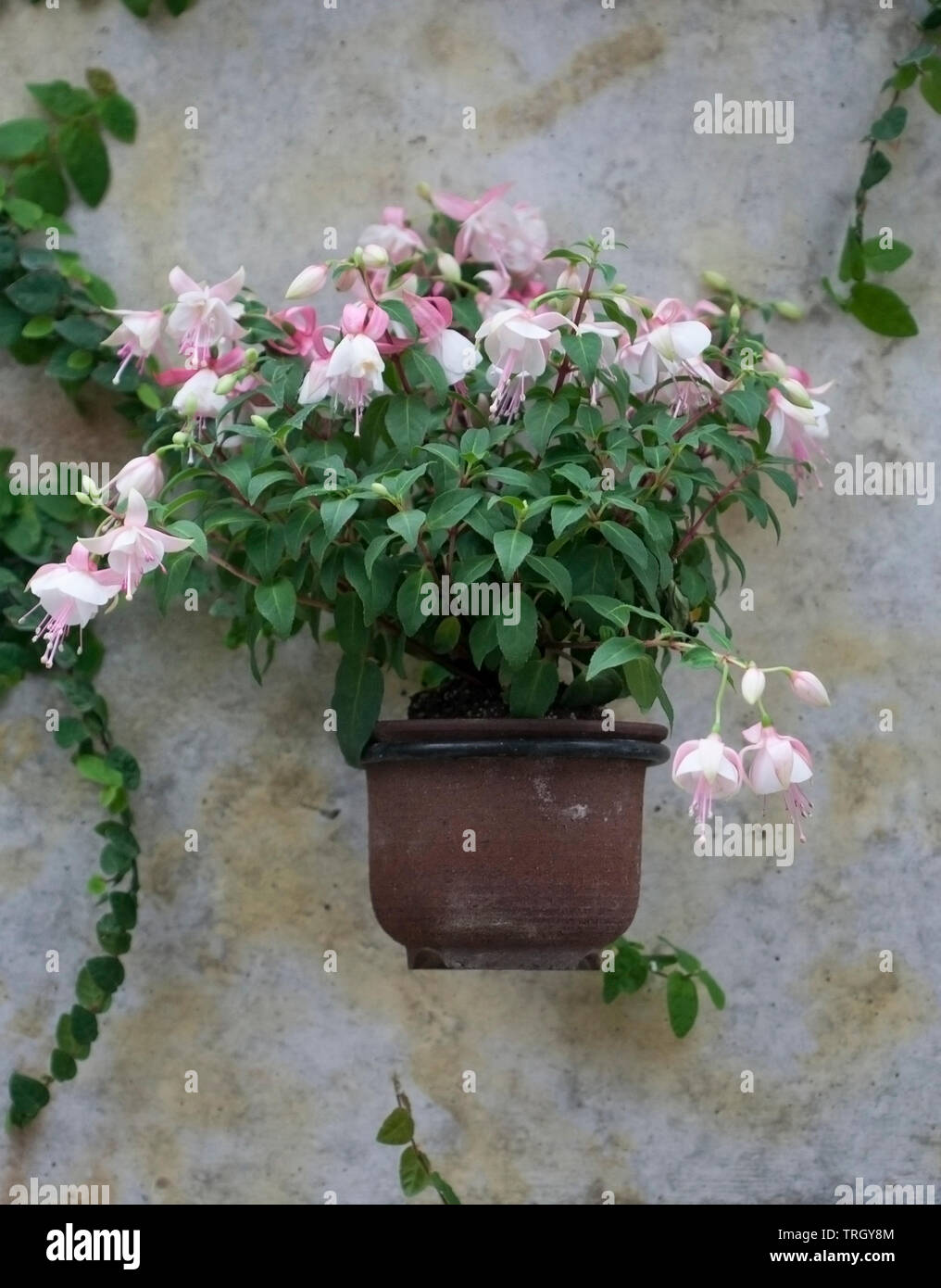 pink fuchsia flowers blooming in a hanging pot against a rustic wall Stock Photo