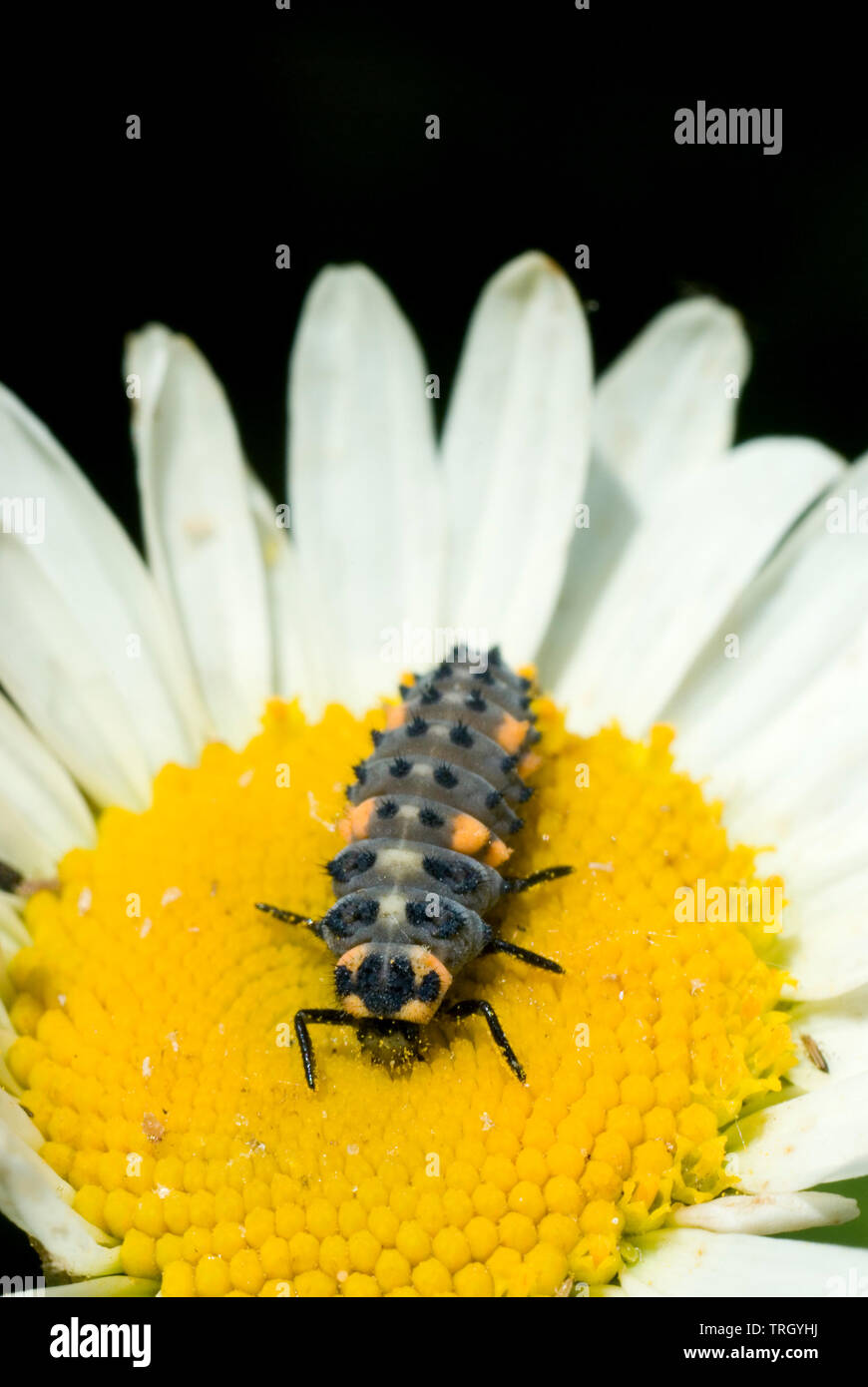 7 Spot Ladybird Larvae Stock Photo