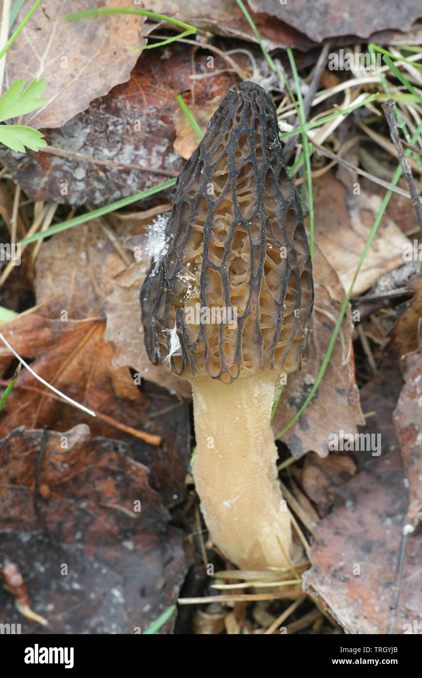 Morchella elata, an edible fungus known as black morel, growing wild in