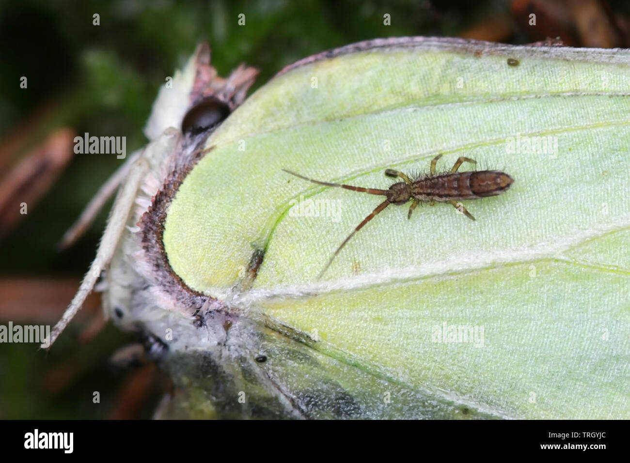 Springtail (Collembola) feeding on a dead brismtone butterfly Stock Photo