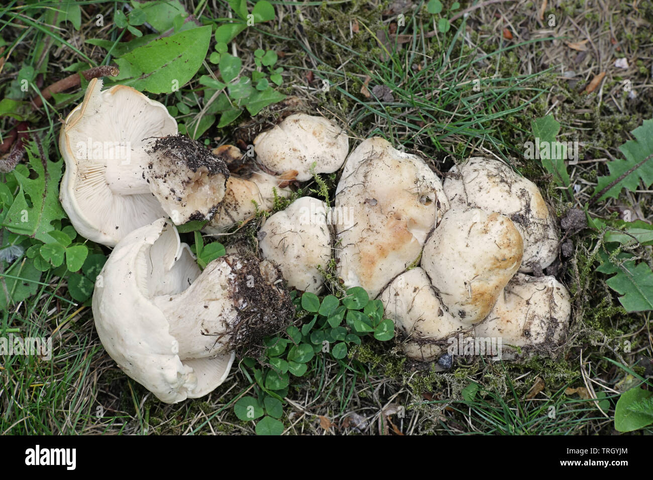 Calocybe gambosa, commonly known as St. George's mushroom, an edible wild mushroom from Finland Stock Photo