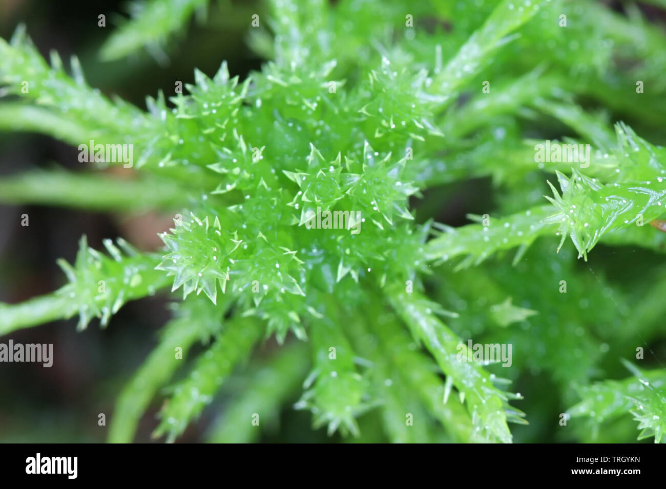 Sphagnum squarrosum, commonly known as the spiky bog-moss or spreading-leaved bog moss Stock Photo