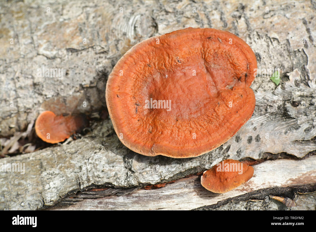 Pycnoporus cinnabarinus, known as the cinnabar polypore Stock Photo