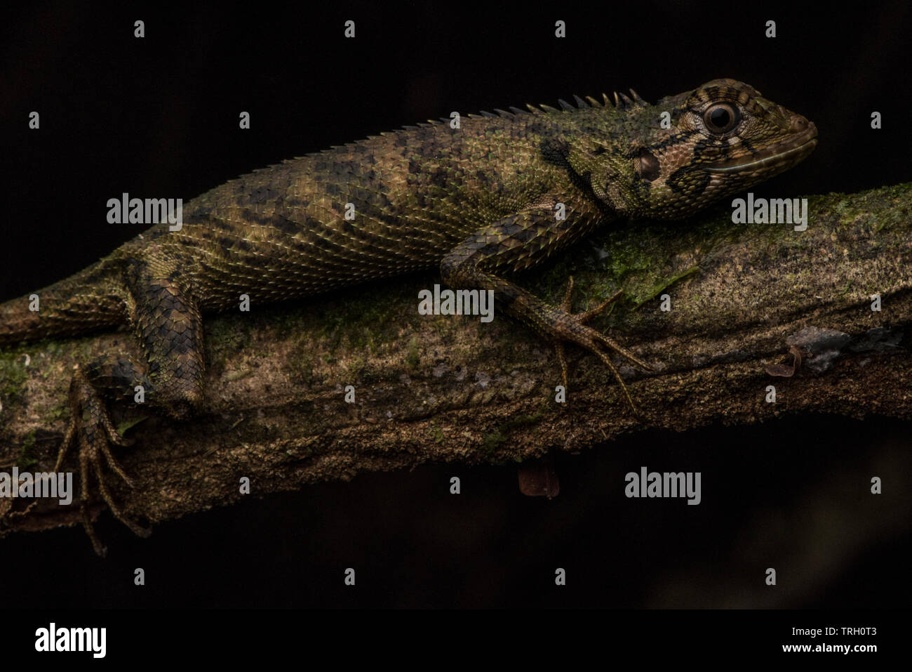 The blue lipped tree lizard (Plica umbra) from the Amazon basin in Yasuni national park, Ecuador. Stock Photo