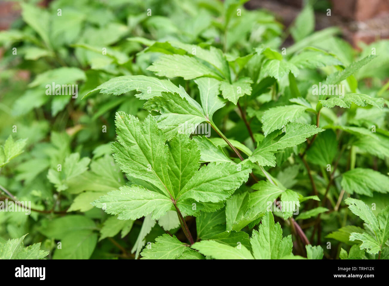 White mugwort leaves green for herb vegetable food nature in the garden / Artemisia lactiflora Stock Photo