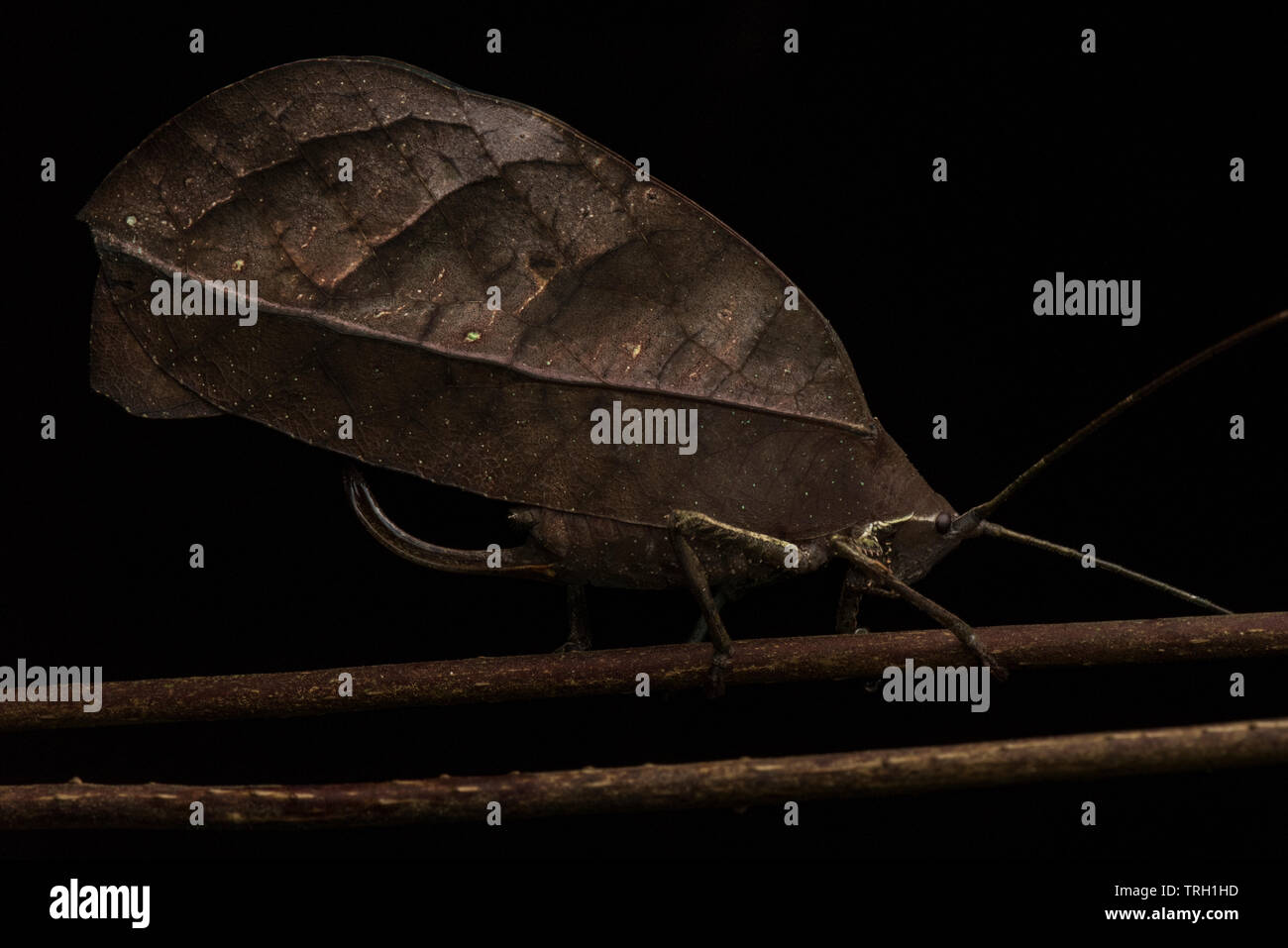 Pterochroza ocellata, the peacock katydid sits still disguised as a dead leaf in order to fool predators that might otherwise eat it. Stock Photo