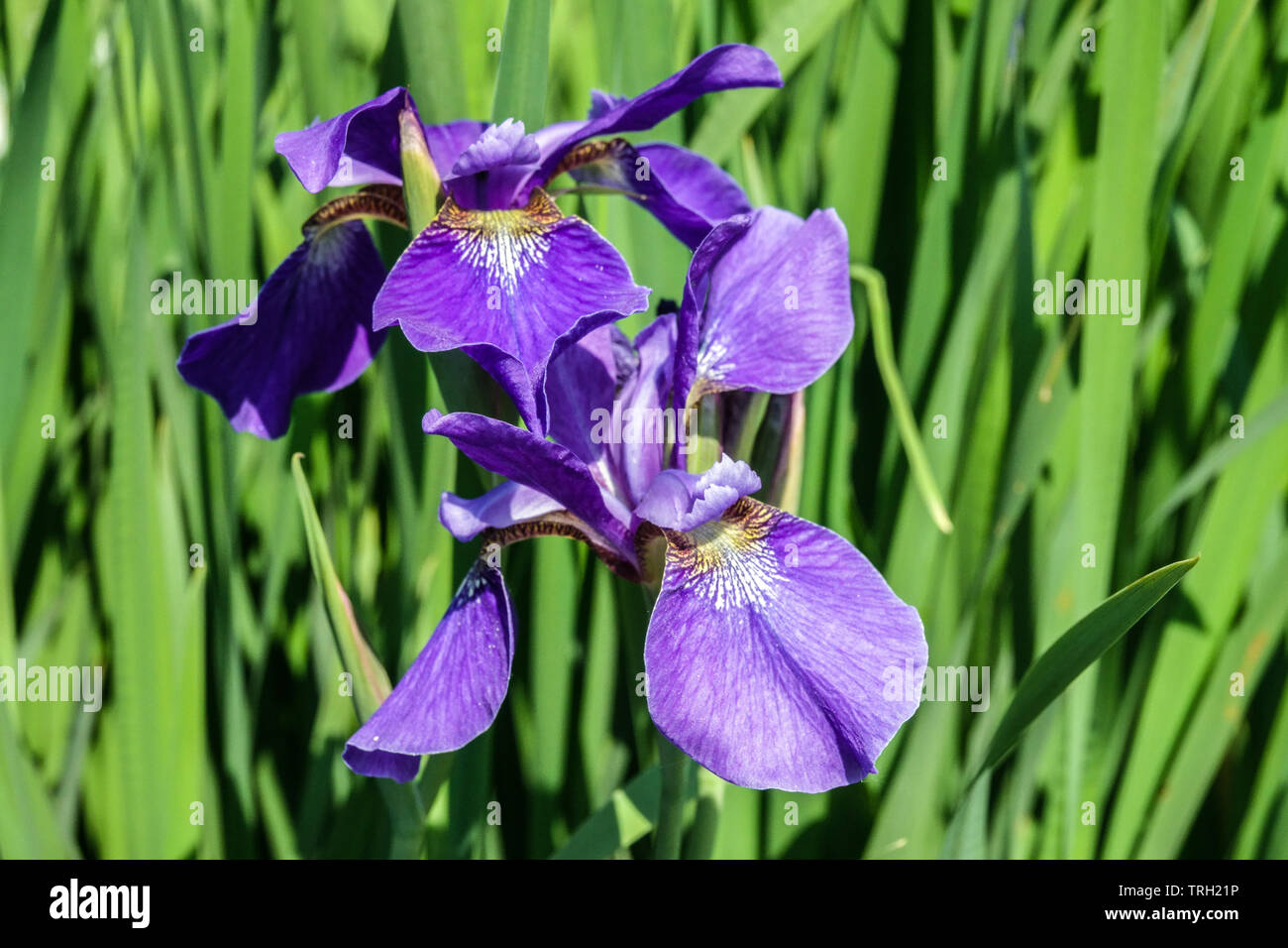 Iris sibirica 'Blue Mere', blue iris Stock Photo