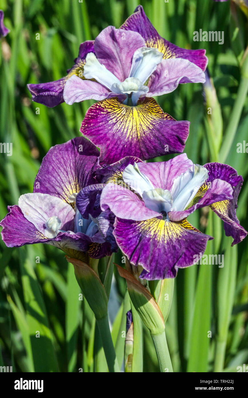 Iris sibirica 'Charming Billy' iris blooms Stock Photo