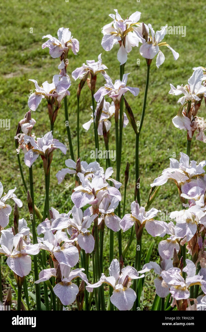 Iris sibirica white 'Hohe  Warte' Stock Photo