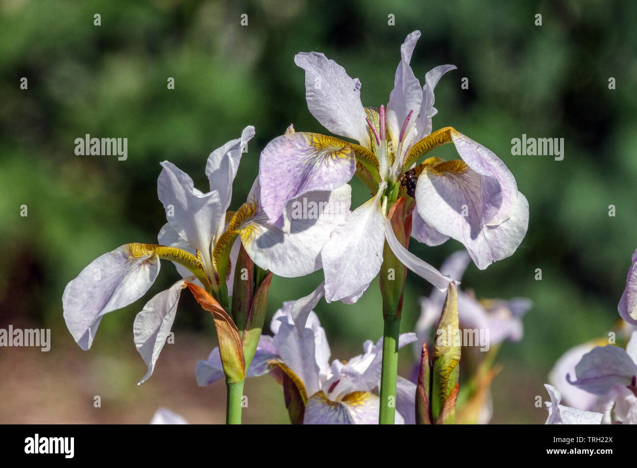 Iris sibirica 'Hohe  Warte' Stock Photo