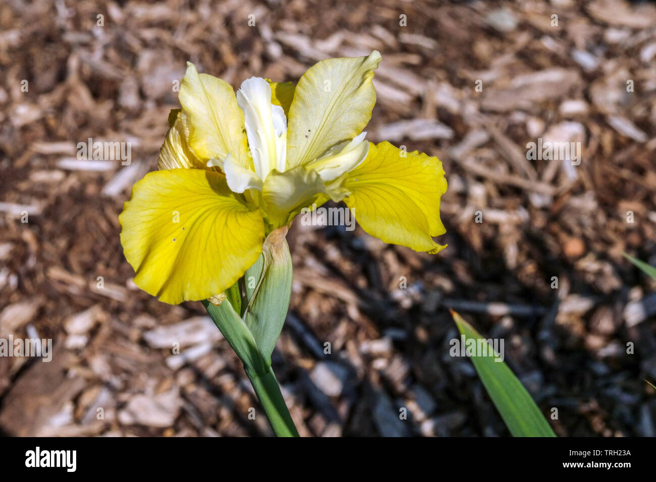 Iris sibirica 'Smiley Face' Stock Photo