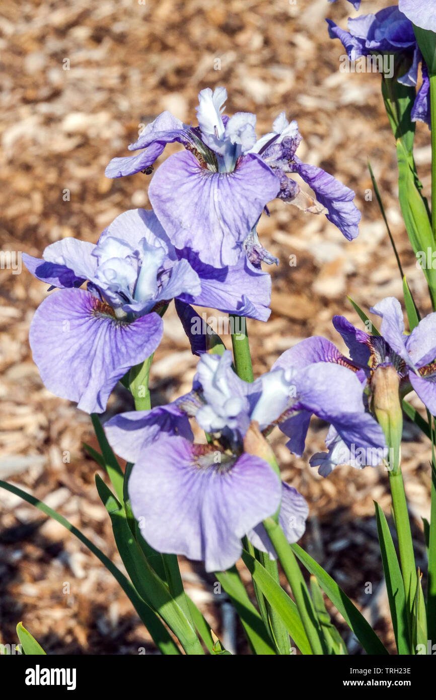 Iris sibirica 'Graceful Ghost' Stock Photo