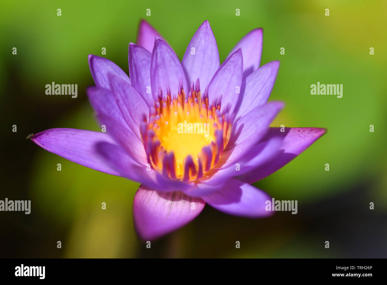 Purple water lily flower blooming in the lotus pond with sunlight in ...